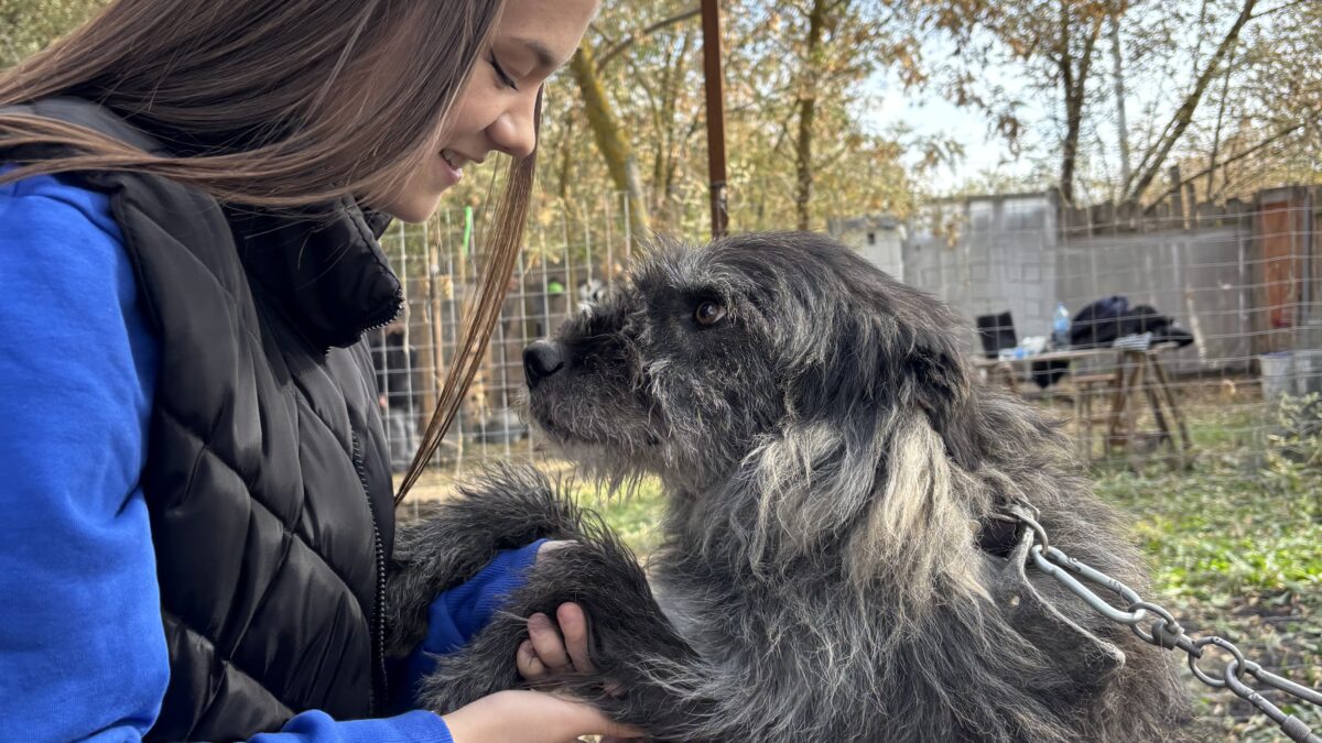 Приют в селе Ухтинка