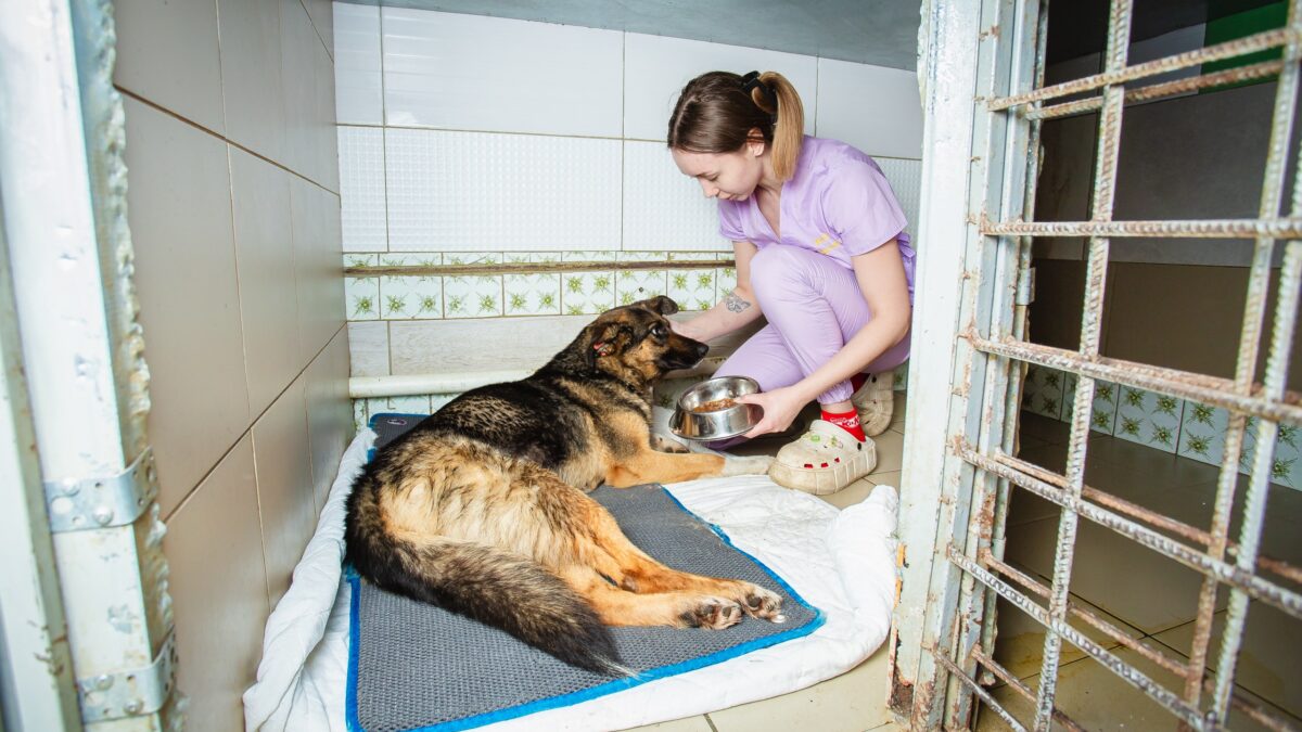 Фонд «Рука помощи бездомным животным» выпустил благотворительные цифровые финансовые активы