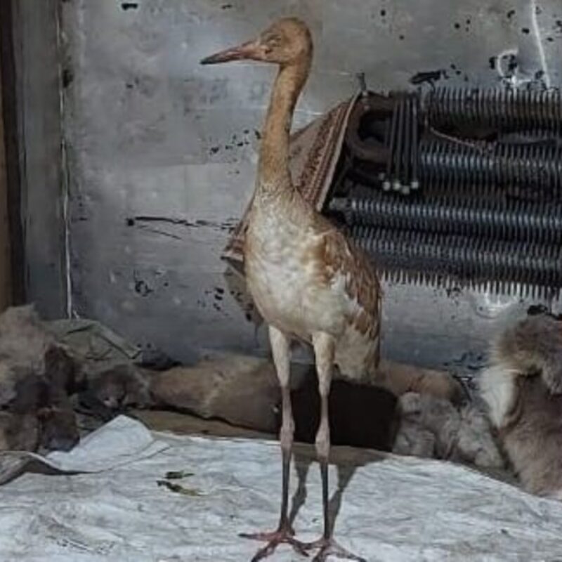 «Намеренно оставили погибать»: детёныша гигантской вымирающей птицы спас оленевод