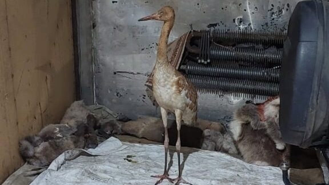 «Намеренно оставили погибать»: детёныша гигантской вымирающей птицы спас оленевод