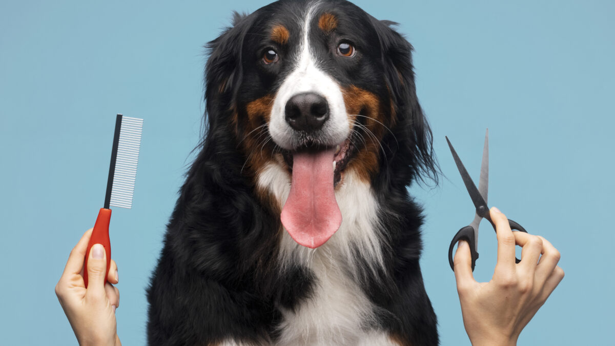 Груминг собак и кошек: что это такое и для чего нужен 