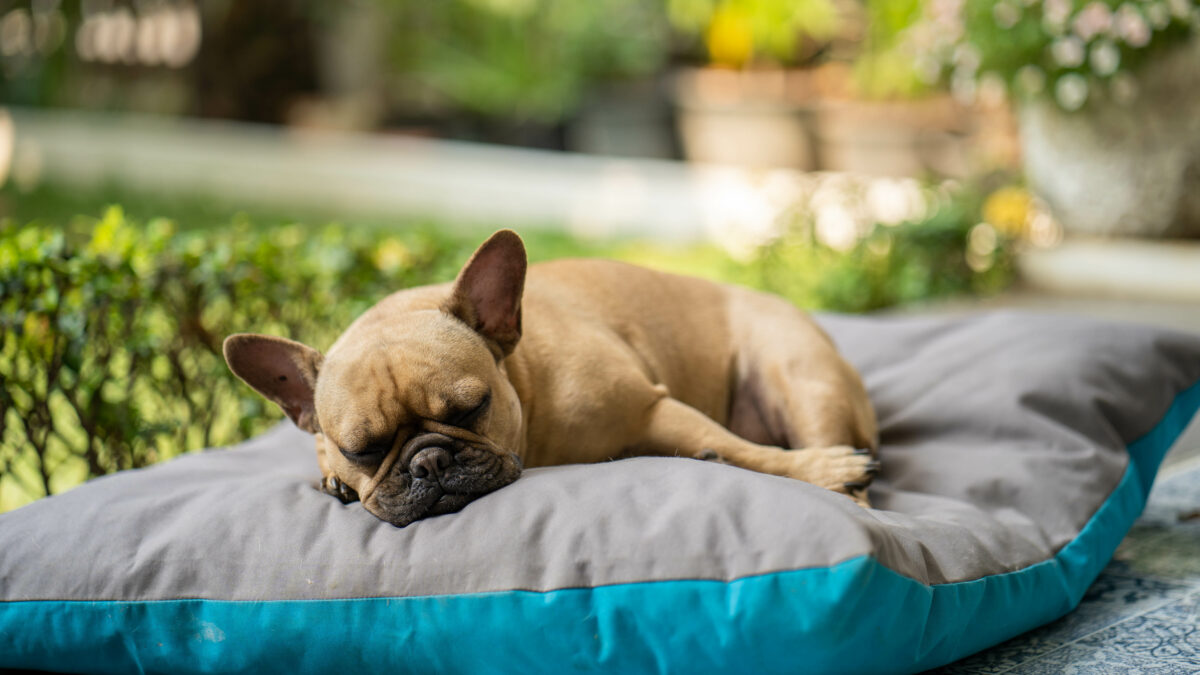 Лежак для собаки, домик для кошки: что выбрать для отдыха питомца