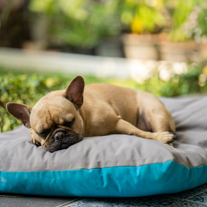 Лежак для собаки, домик для кошки: что выбрать для отдыха питомца