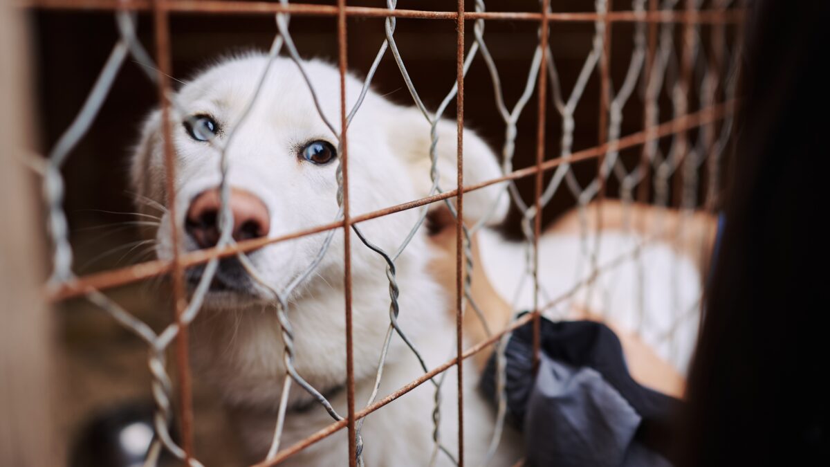 В ОП РФ рассказали, с какими проблемами сталкиваются НКО, создающие приюты для бездомных животных