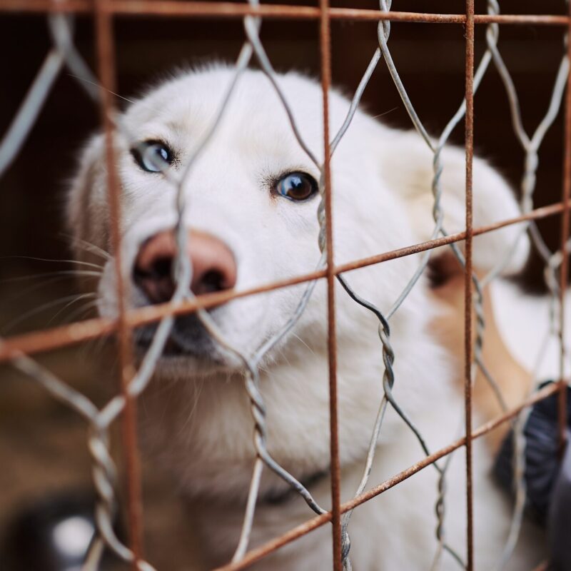 В ОП РФ рассказали, с какими проблемами сталкиваются НКО, создающие приюты для бездомных животных