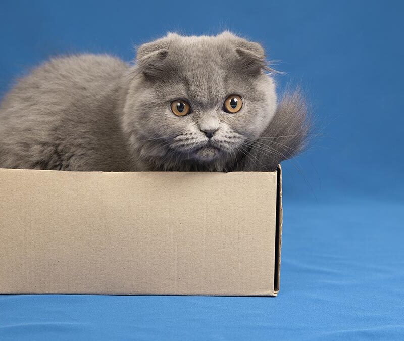 Почему ваш кот в восторге от пустой коробки? Объясняет эксперт