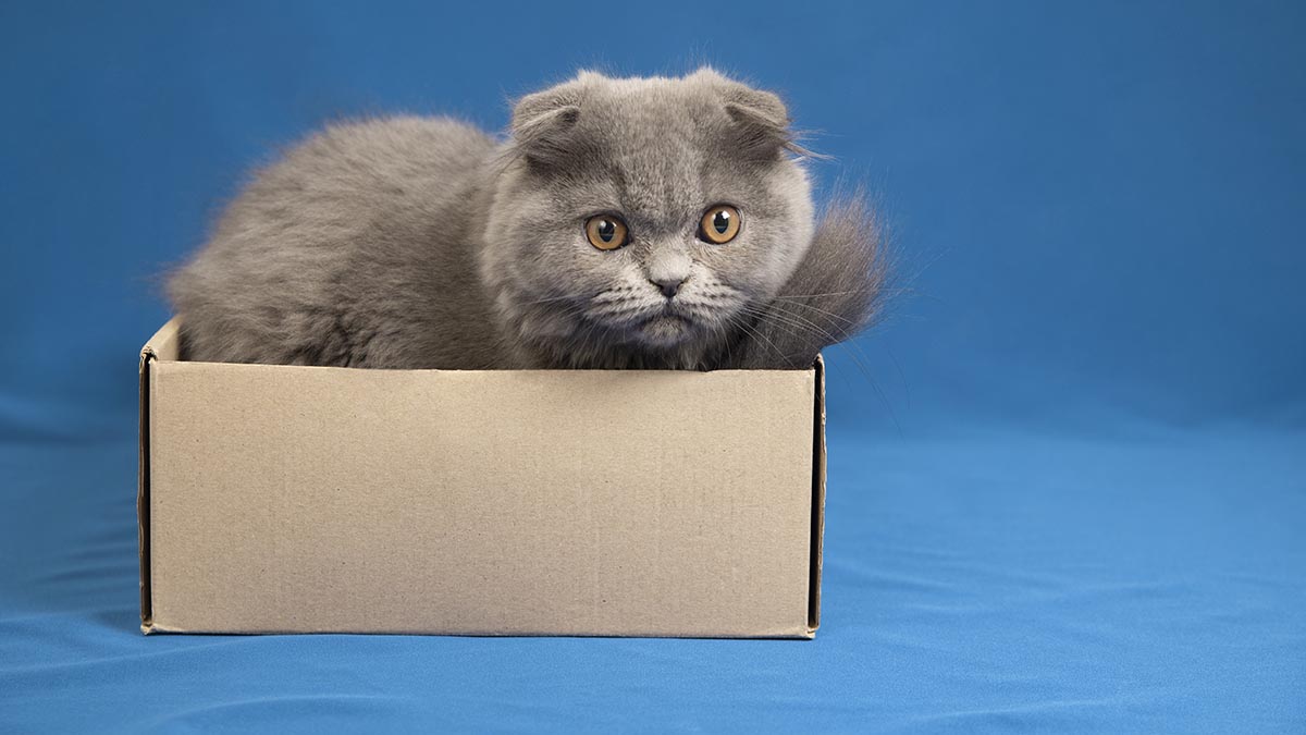 Почему ваш кот в восторге от пустой коробки? Объясняет эксперт