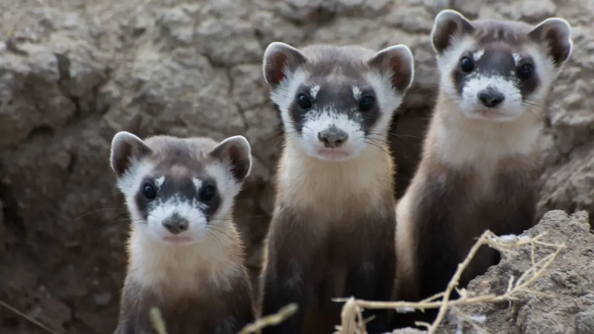 Экологические и этологические характеристики Mustela nigripes (Audubon & Bachman, 1851) —…