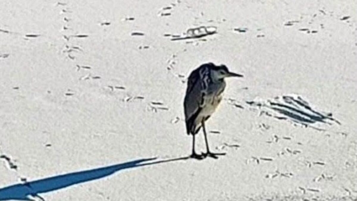 Спасли птицу от смерти: в Братске волонтёры помогли цапле