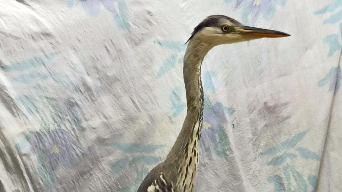 Спасли птицу от смерти: в Братске волонтёры помогли цапле