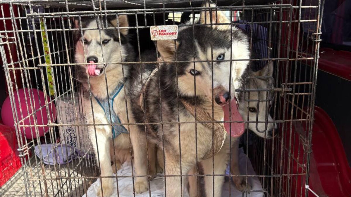 Срочно спасти животных: кошки и собаки не переживут зиму