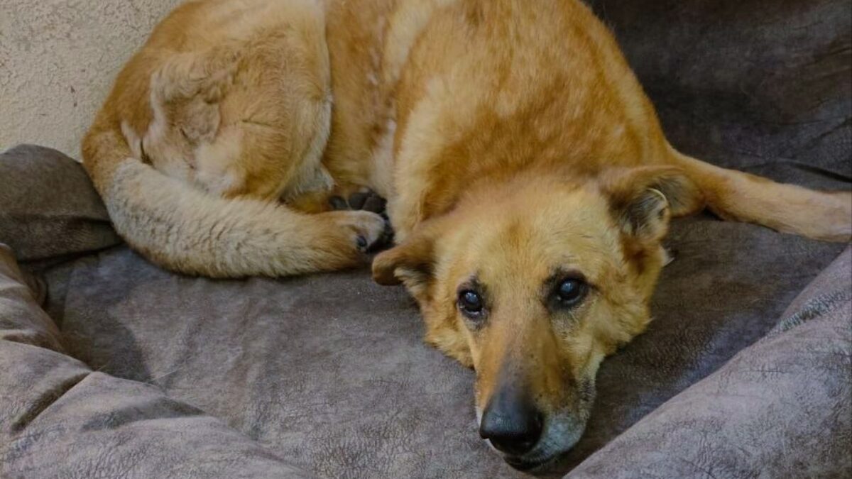 «Дети считали его своим»: жители города объединились, чтобы спасти старенького пса от зимы на улице