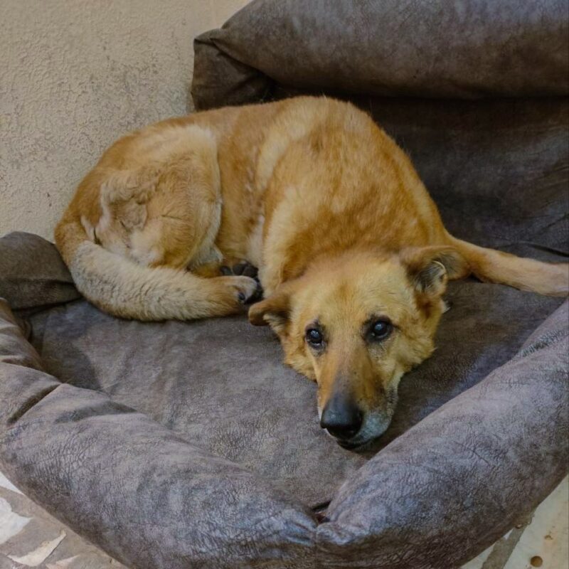 «Дети считали его своим»: жители города объединились, чтобы спасти старенького пса от зимы на улице