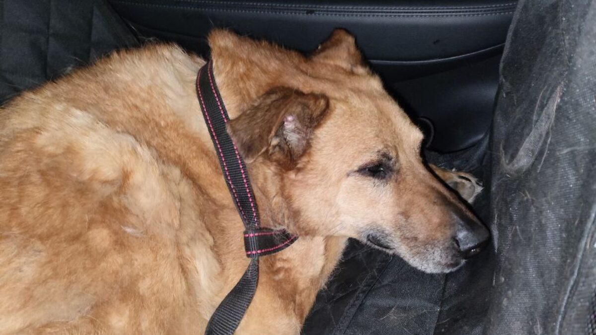 Спасли собаку с улицы волонтёры и жители Красноармейска