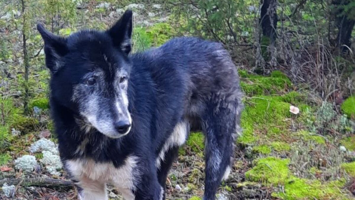 «Всё время смотрел в ту сторону, куда ушли его хозяева»: подмосковного Хатико спасают волонтёры