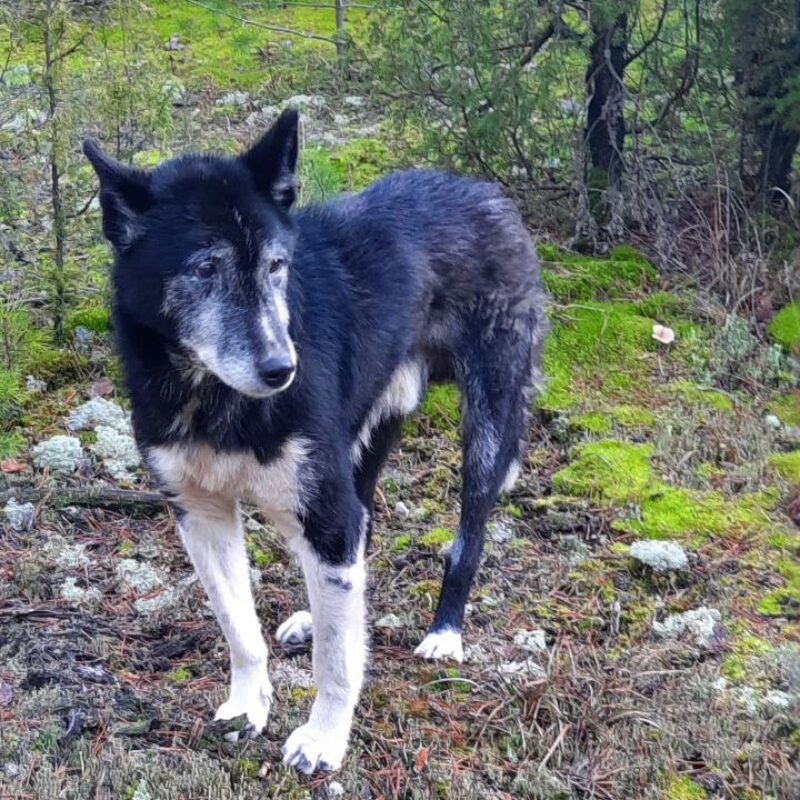 «Всё время смотрел в ту сторону, куда ушли его хозяева»: подмосковного Хатико спасают волонтёры