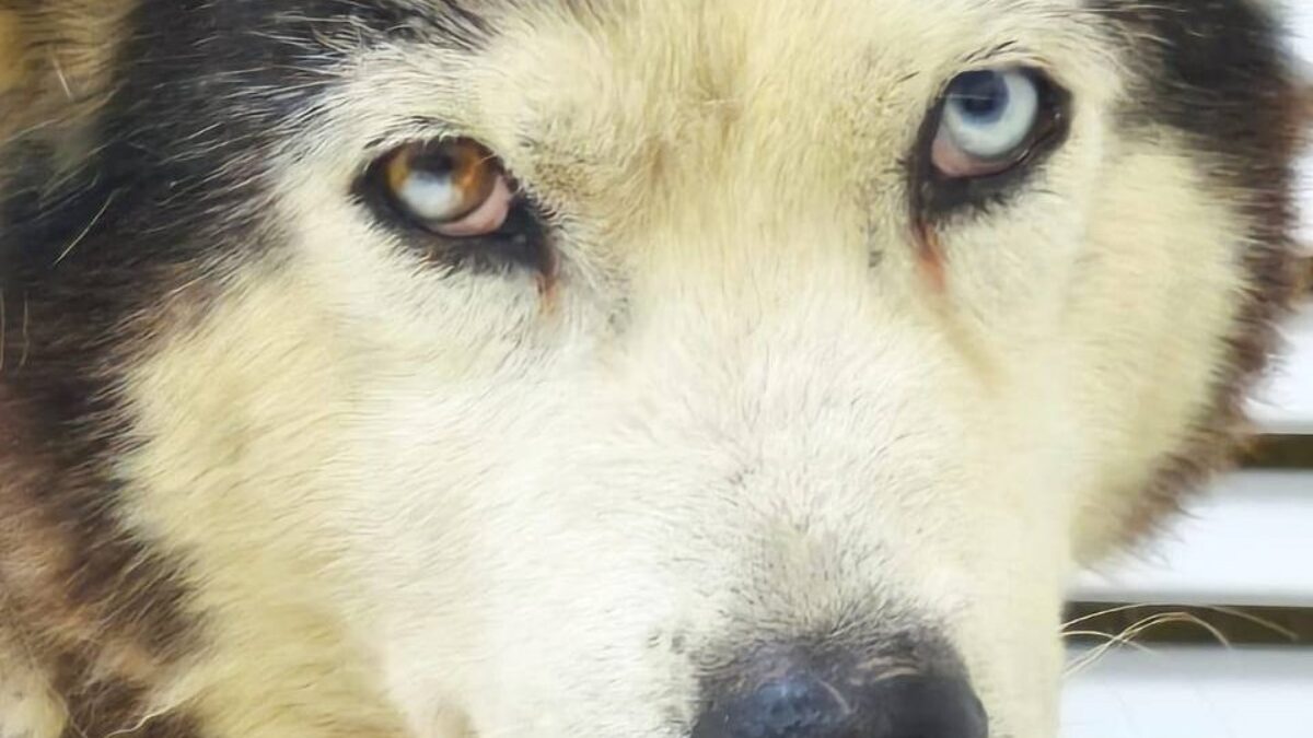 Спасли собаку с пулевыми ранениями волонтёры в Наро-Фоминске