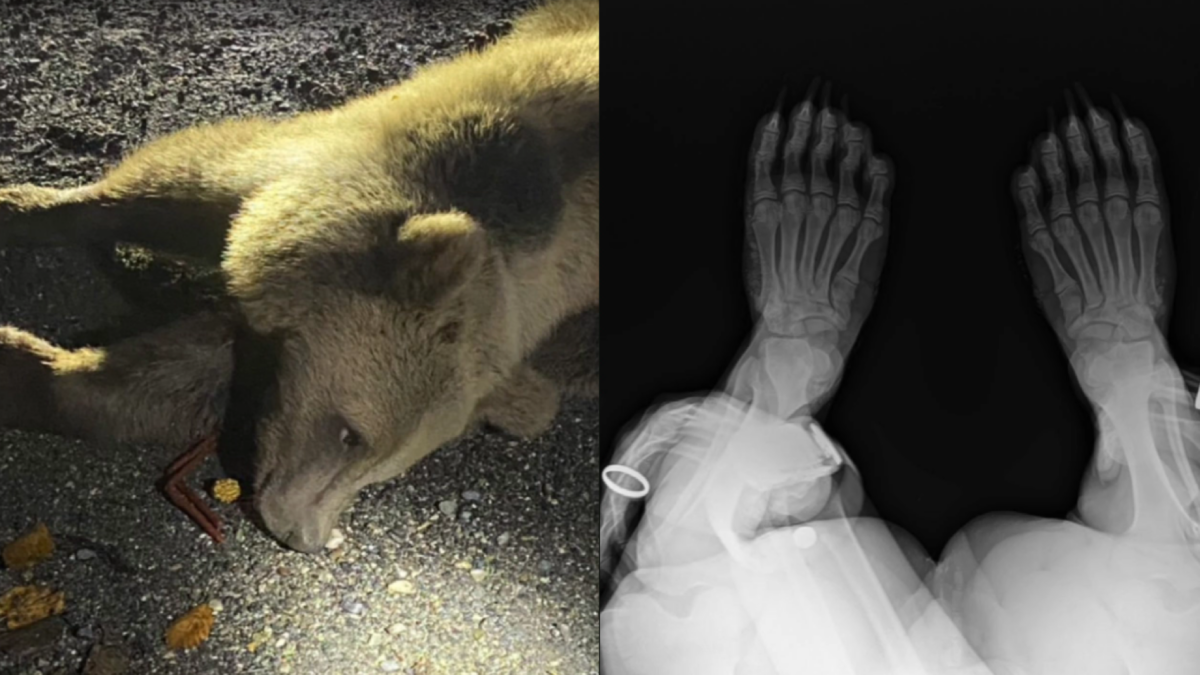 Спасли медведя, который попал в ДТП: поступок ставропольцев