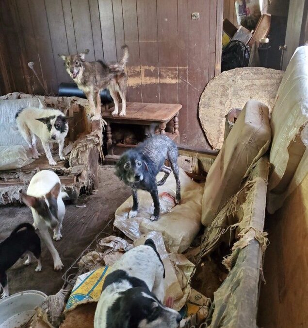 Хординг животных будут отслеживать в Москве и области