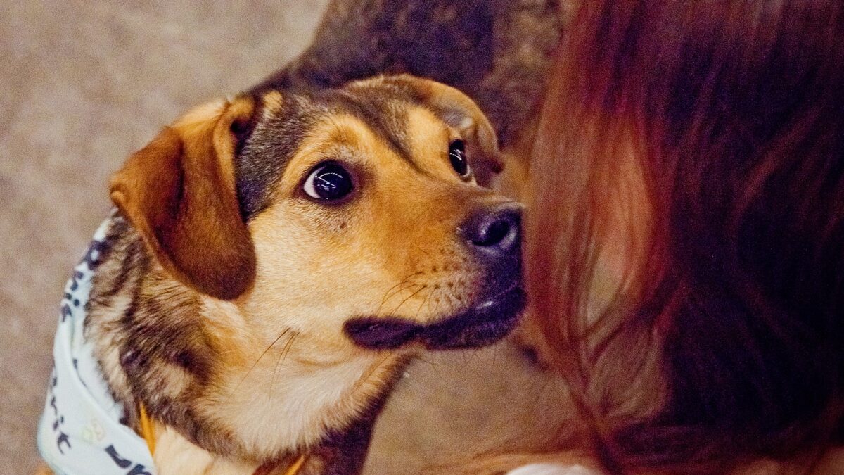 Где в Москве можно провести день с собаками и котиками, которые ищут дом