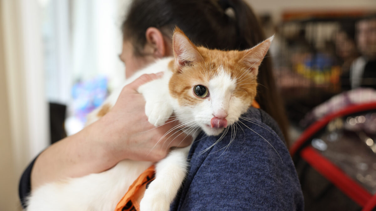 21 счастливая история: как прошёл фестиваль «Тыквы и Коты»