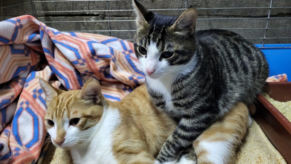 «Люди наигрались и выкинули их»: волонтёр ищет дом для котов-неразлучников, преданных семьёй