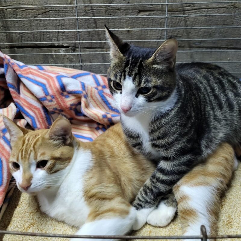 «Люди наигрались и выкинули их»: волонтёр ищет дом для котов-неразлучников, преданных семьёй