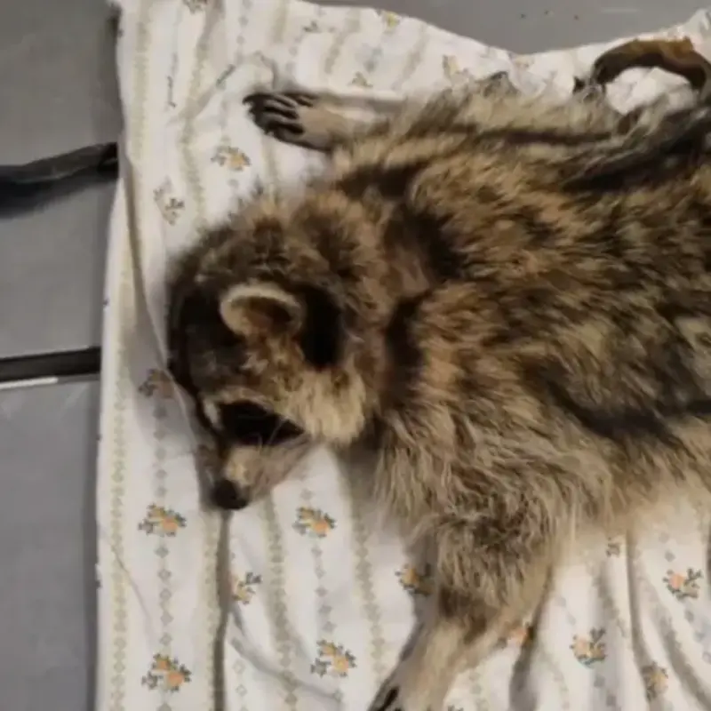 После шести лет на цепи енот Нотка обрела сытую жизнь: уральский ветеринар спас ещё одну страдалицу