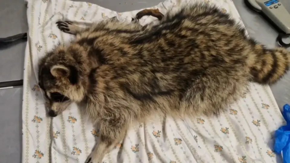 После шести лет на цепи енот Нотка обрела сытую жизнь: уральский ветеринар спас ещё одну страдалицу