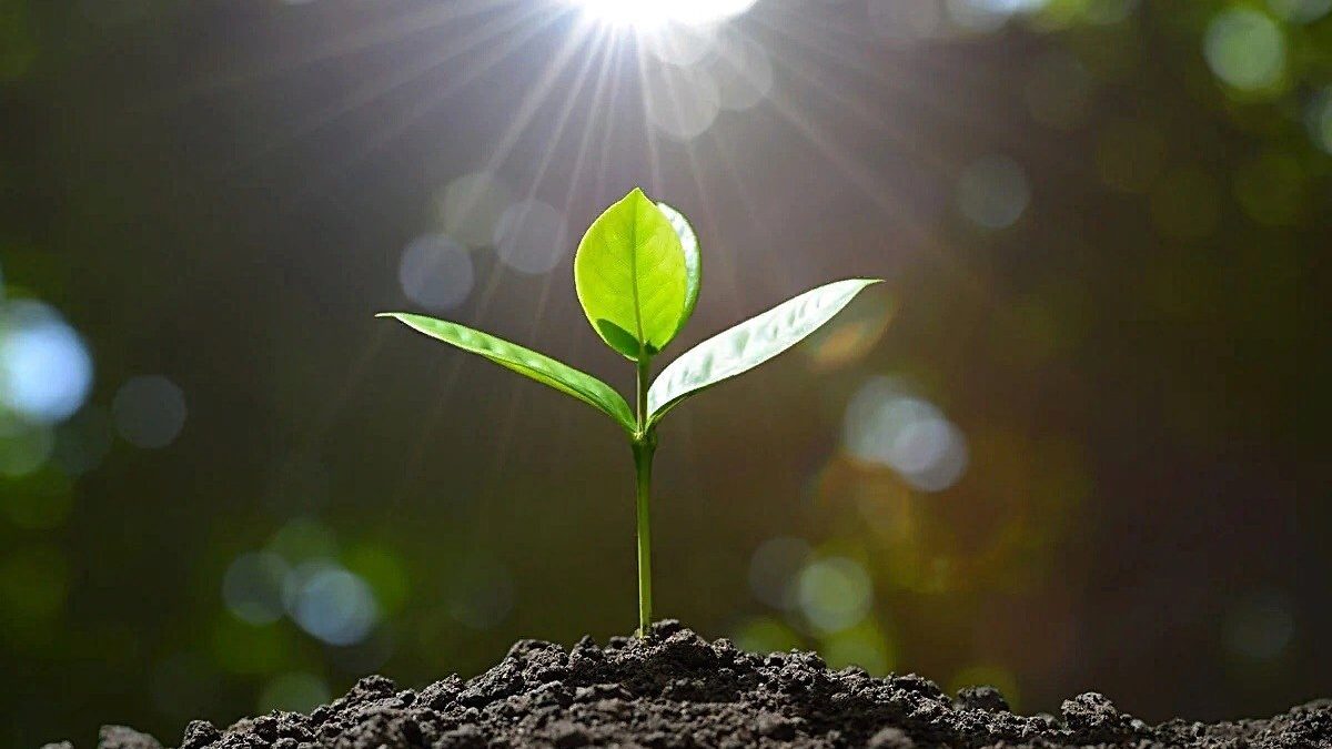 Этапы становления волонтера: что нужно знать начинающему добровольцу?