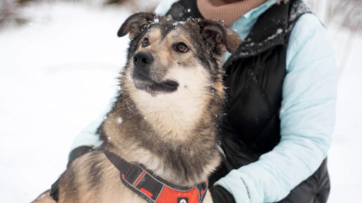 Леонид Ярмольник пригласил москвичей на бесплатную «Ёлку Дарящих надежду», где помогают животным