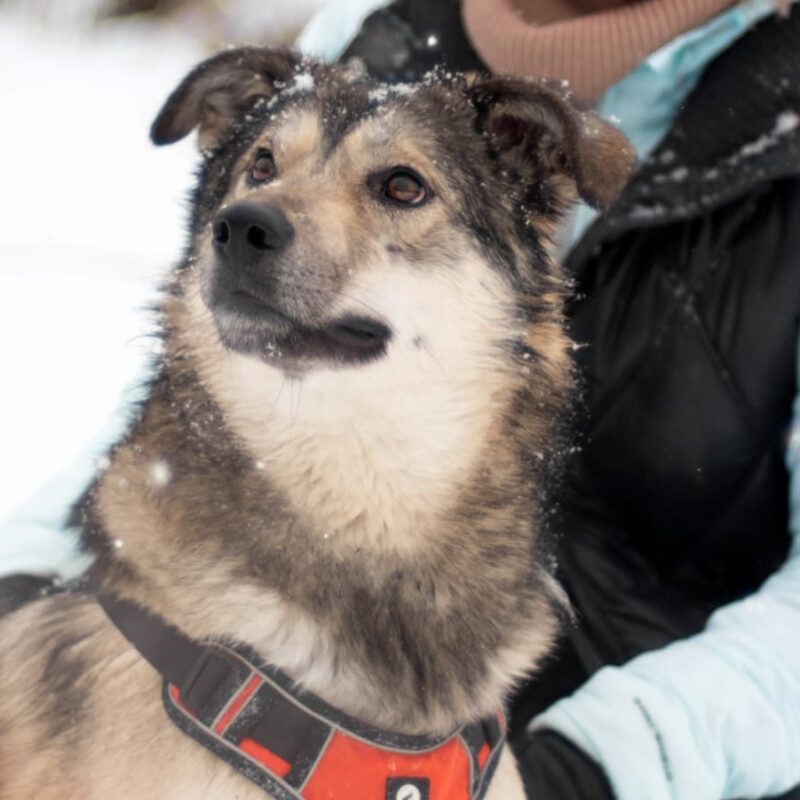 Леонид Ярмольник пригласил москвичей на бесплатную «Ёлку Дарящих надежду», где помогают животным