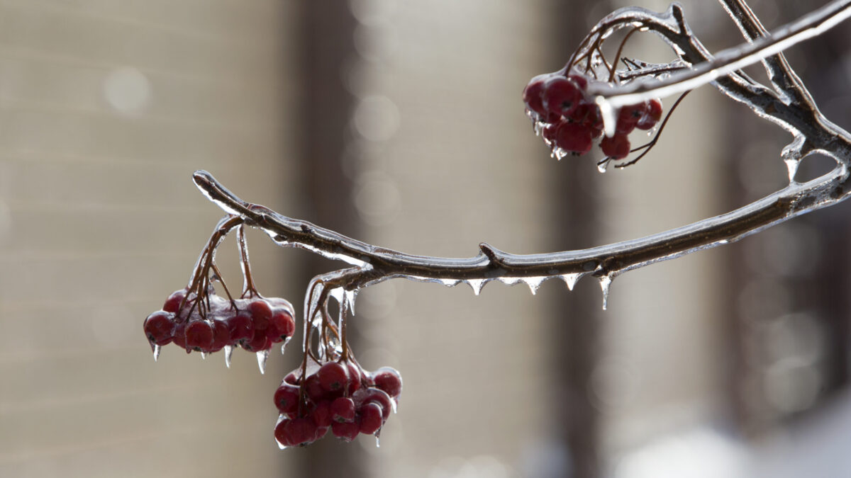 «Кто чихнёт – тому счастье»: 10 примет на Новый год-2026 от фольклориста