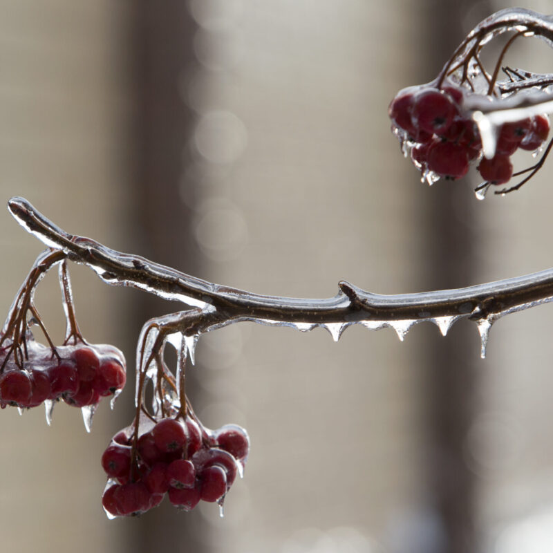 «Кто чихнёт – тому счастье»: 10 примет на Новый год-2026 от фольклориста