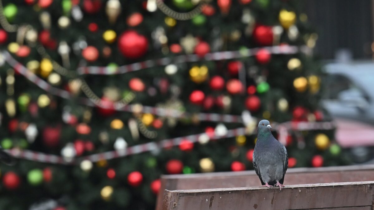 Как украсить ёлку к 2026 году: инструкция от дизайнера