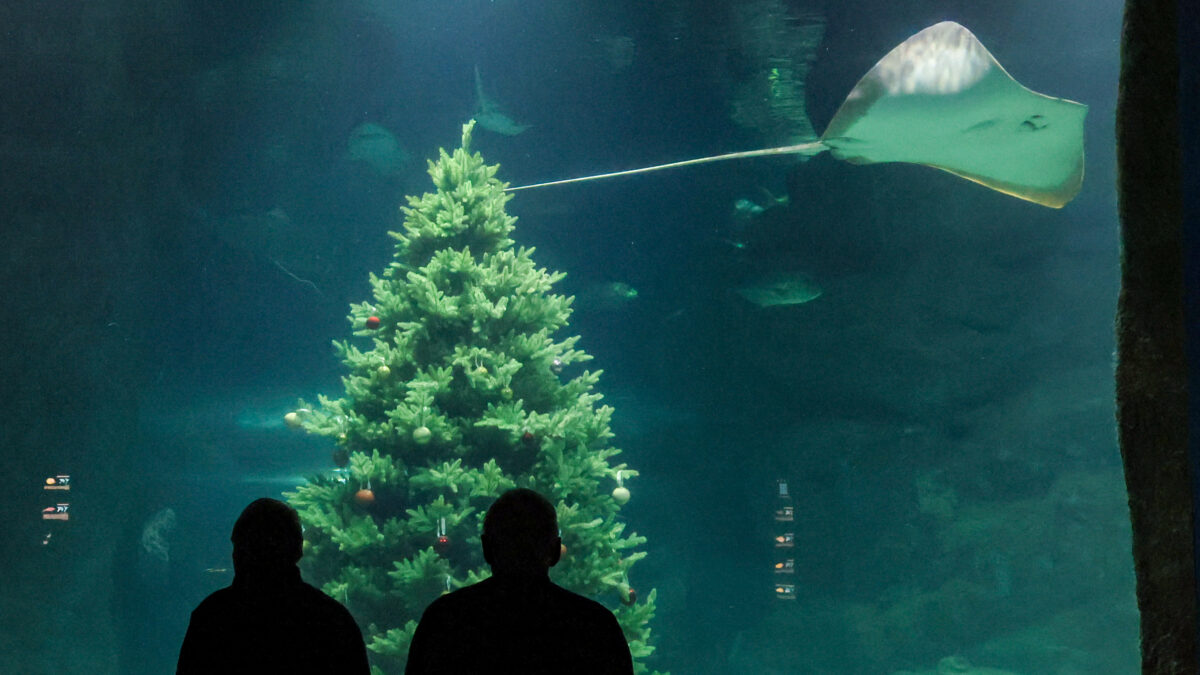 Сомнения, аффирмации и максимум пользы: как правильно загадать желание на Новый год-2026?