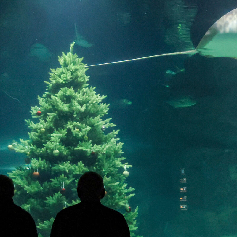 Сомнения, аффирмации и максимум пользы: как правильно загадать желание на Новый год-2026?