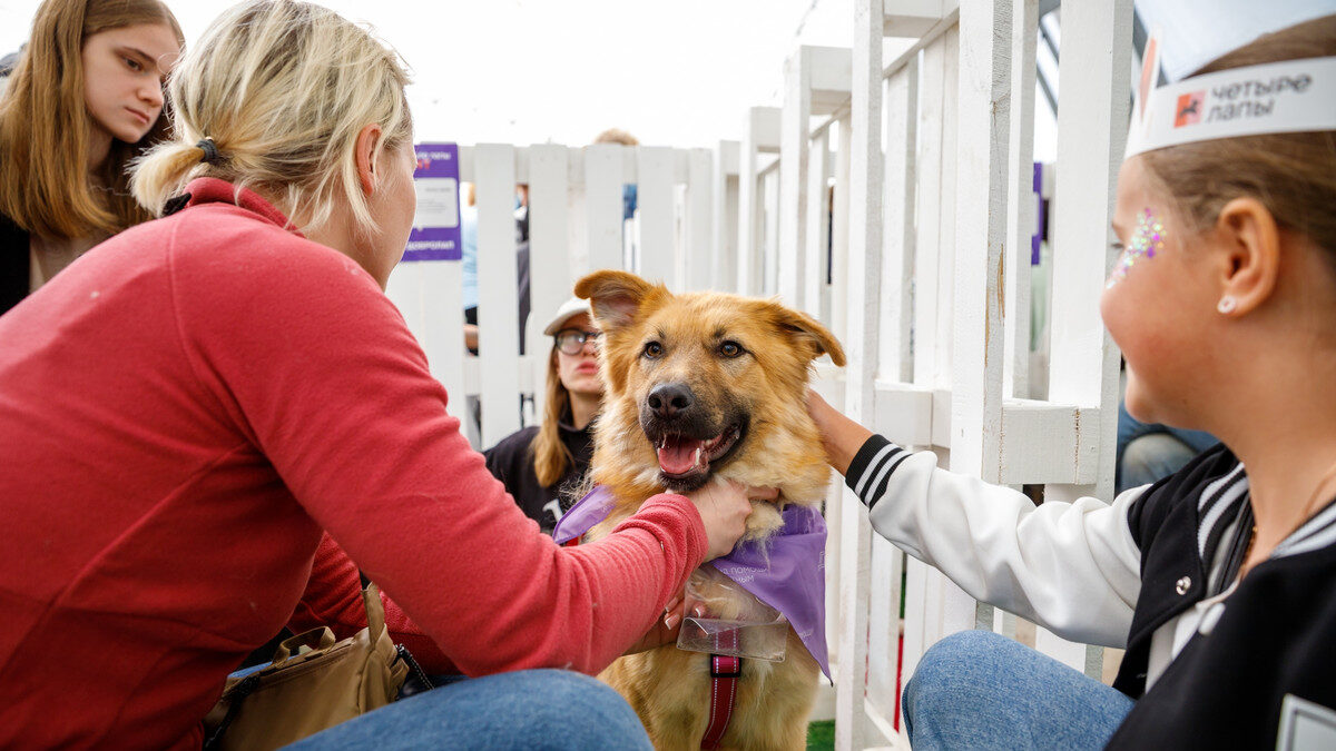 «Зооволонтёрам важна поддержка – это валидация их усилий»: как помощь животным стала трендом