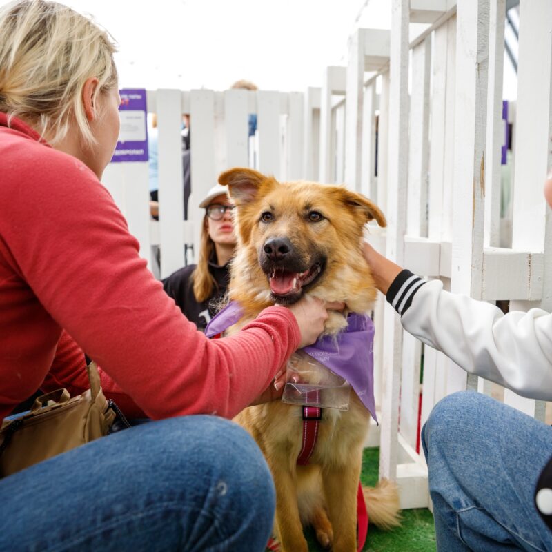 «Зооволонтёрам важна поддержка – это валидация их усилий»: как помощь животным стала трендом
