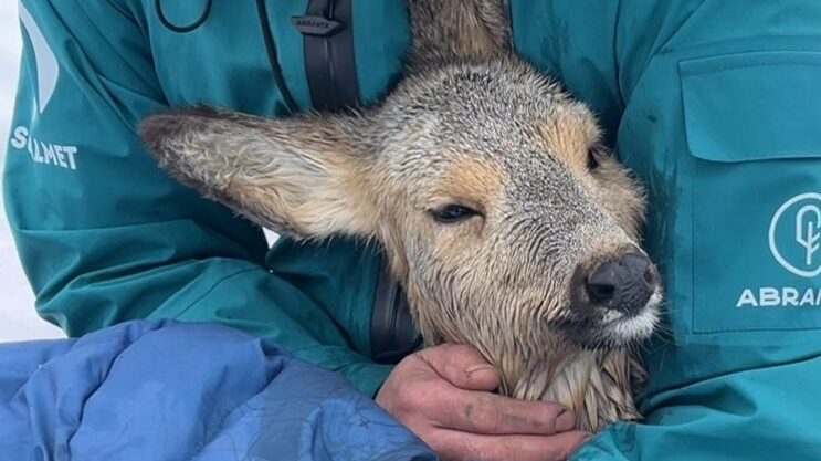 Милые истории о доброте, любви и дружбе из жизни: топ-20