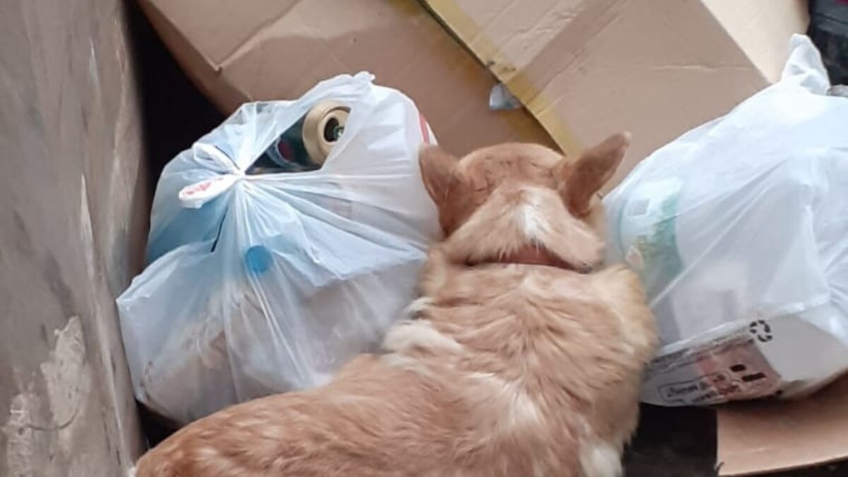 Спасли собаку корги из мусорки в Люберцах