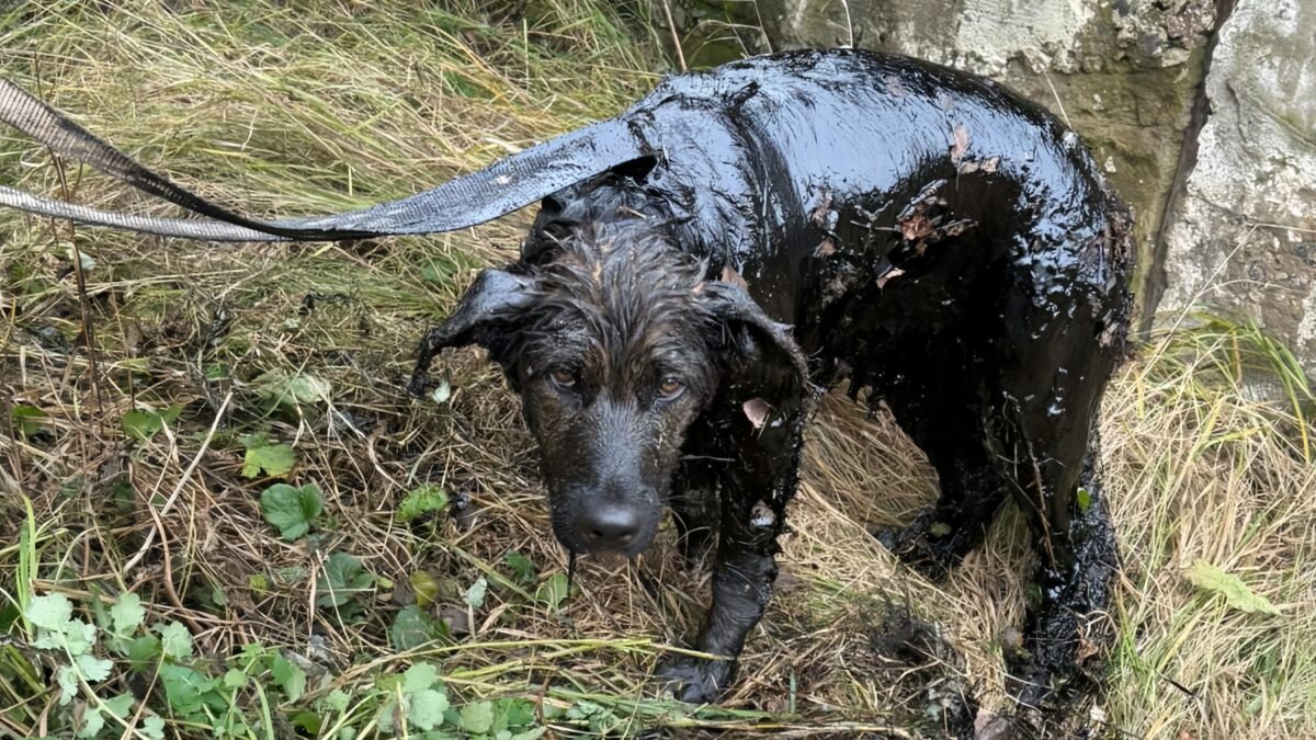 «Тоскливый взгляд и грязная шёрстка тронули сердца многих»: спасатели достали из мазута дворнягу