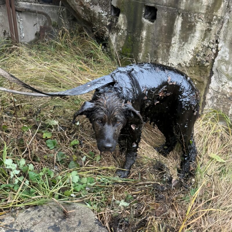 «Тоскливый взгляд и грязная шёрстка тронули сердца многих»: спасатели достали из мазута дворнягу