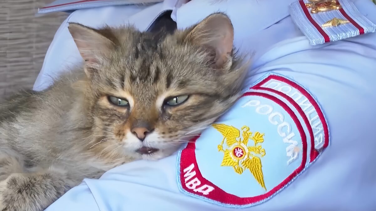 «Увидела и сразу влюбилась»: полицейские спасли хромого кота и нашли ему хозяйку