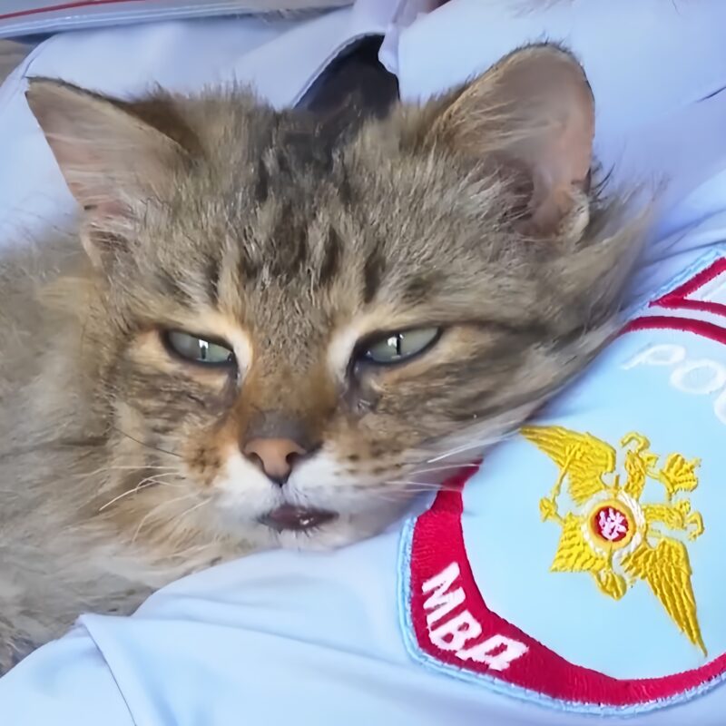 Спасли кота с раненой лапой и нашли ему хозяйку полицейские