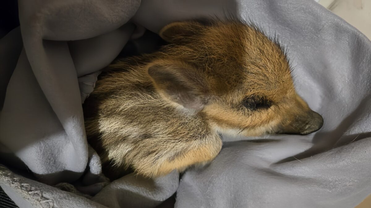 Спасли кабанёнка в Ставропольском крае волонтёры