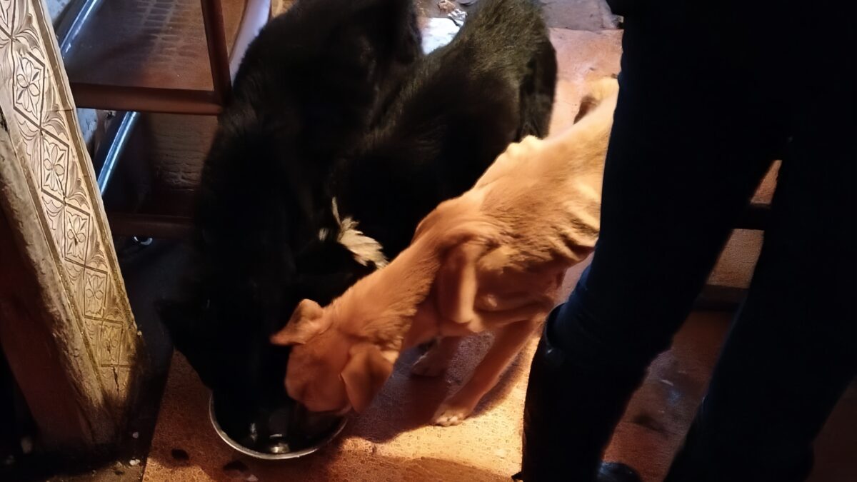 Спасли волонтёры собак из запертого на зиму дома в Костроме