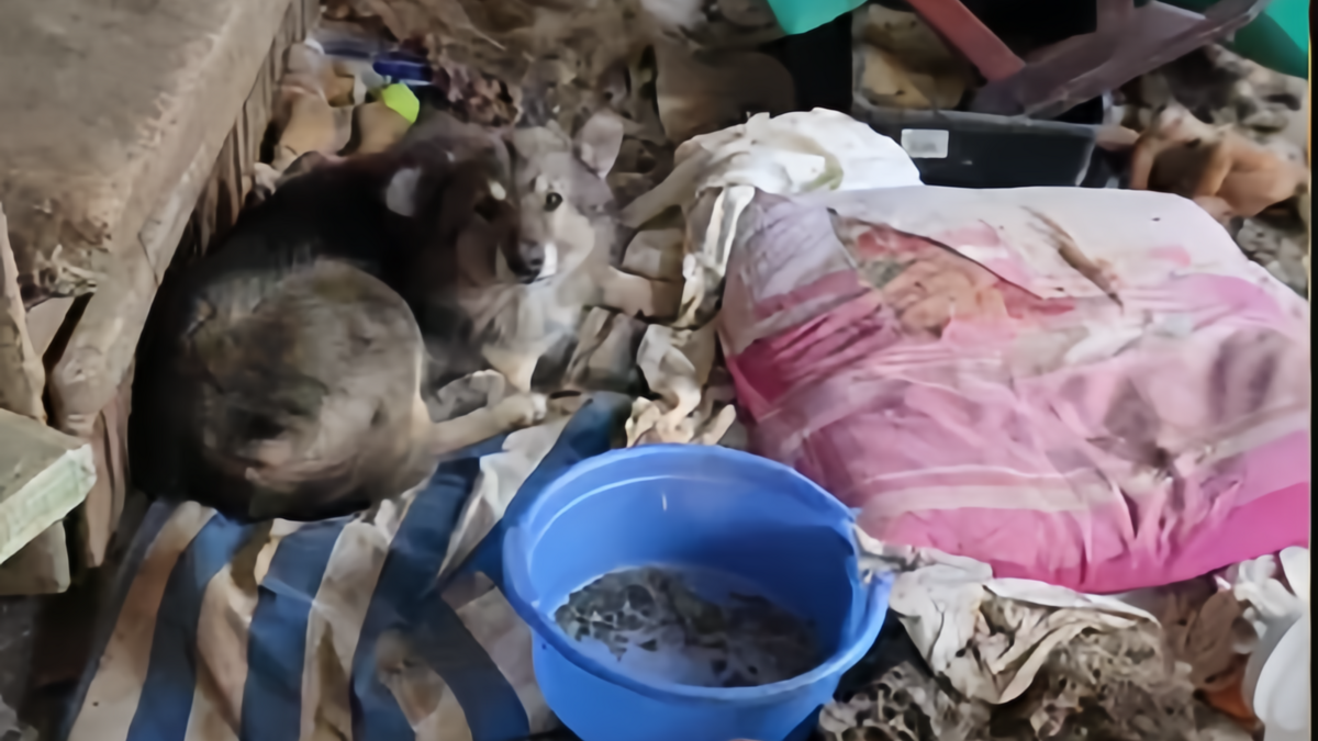 В приюте «Забытые сердца» нашли сотни погибших животных