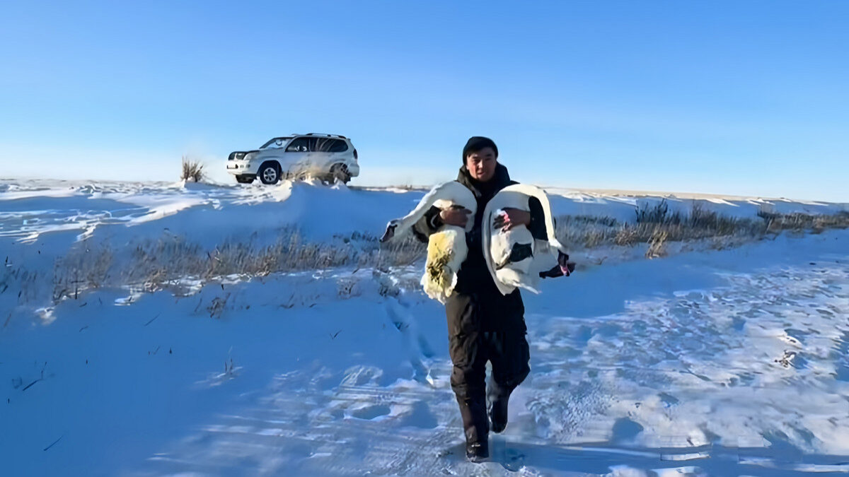 Спас лебедей, замерзающих на льду, житель Казахстана
