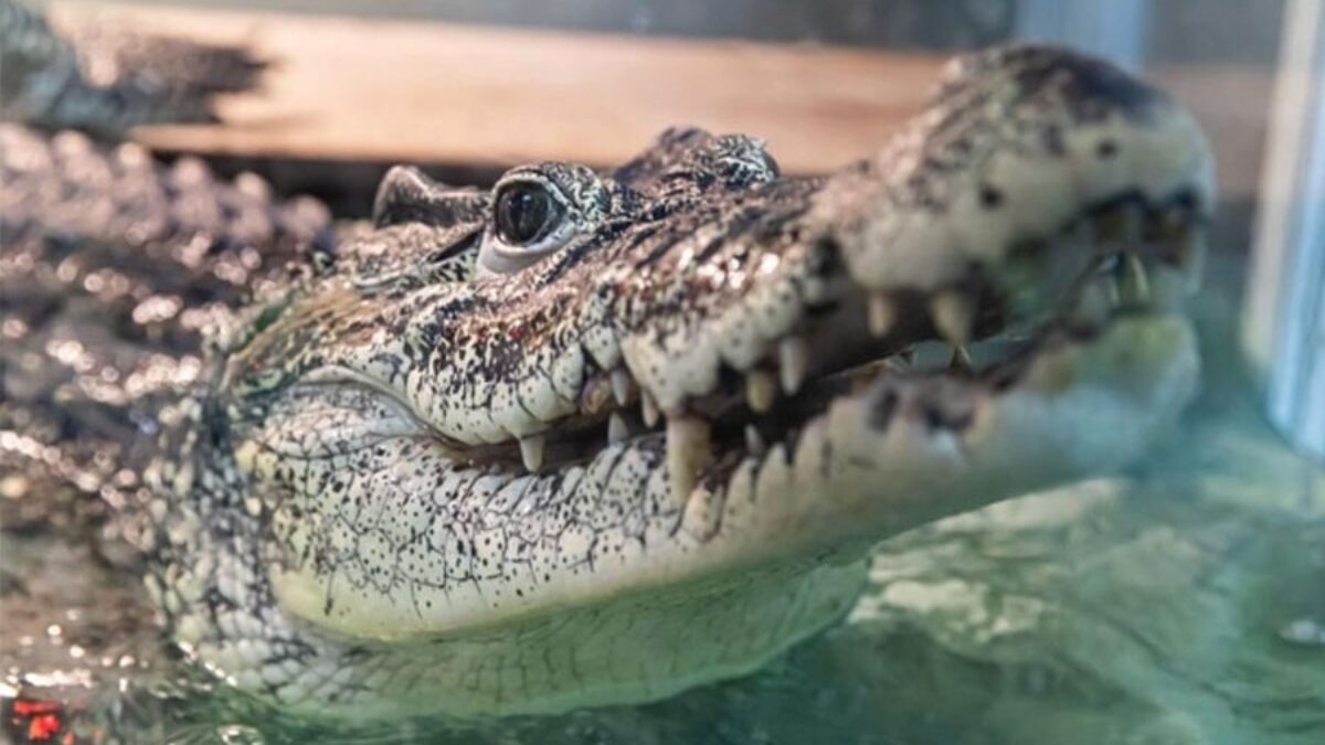 «Бедный Кузя!» Редкого крокодила, 24 года жившего в магазине сантехники, отправят на Кубу